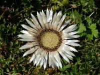 Prachtvolle Silberdistel